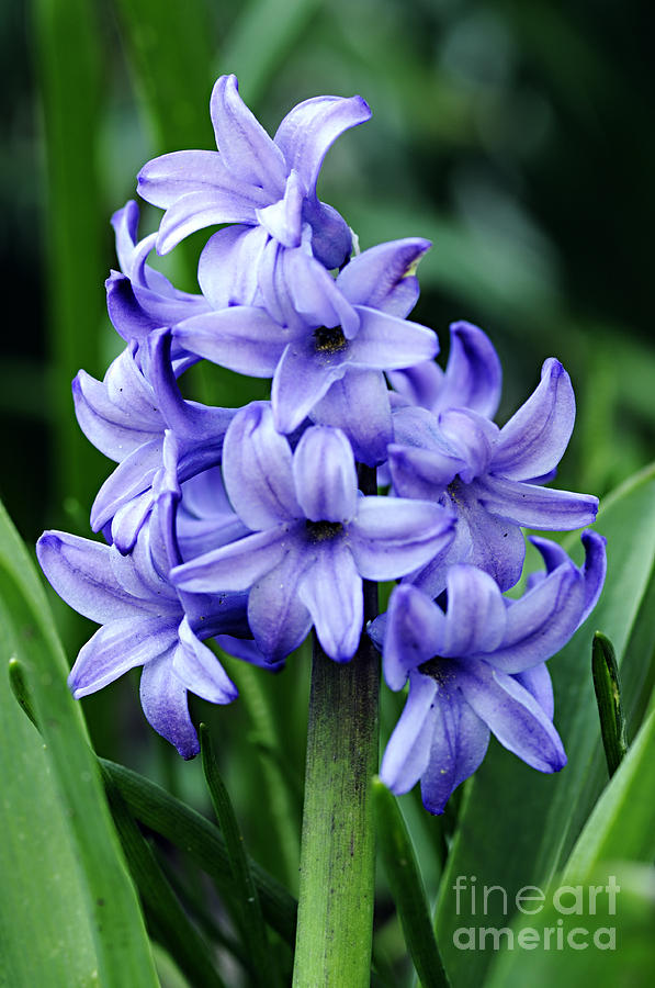 Hyacinth  Photograph by Larry Ricker