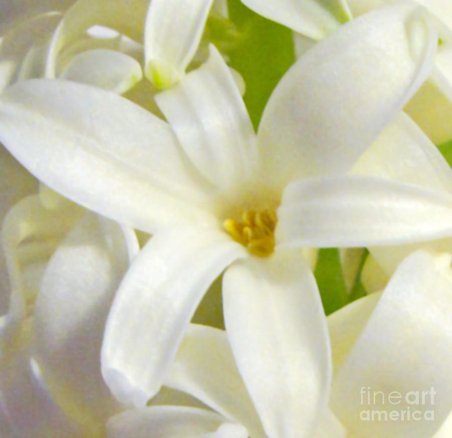 Hyacinth Love 1 Photograph by Cedric Hampton