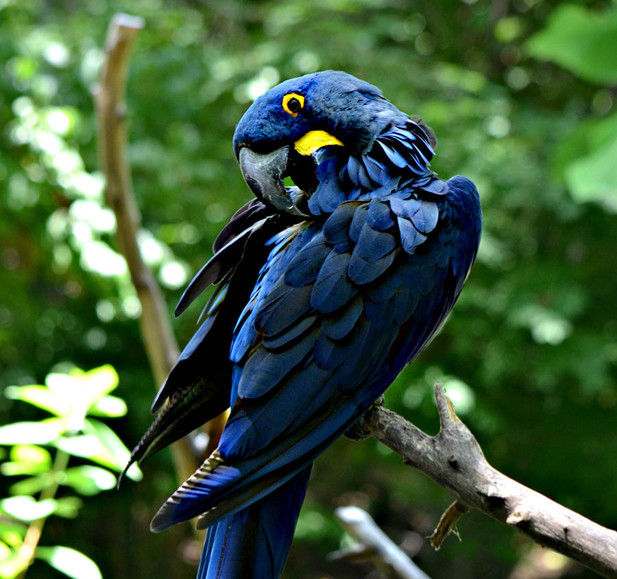 Hyacinth Macaw Photograph by Ally  White