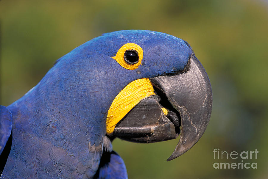 Bird Photograph - Hyacinth Macaw by BG Thomson