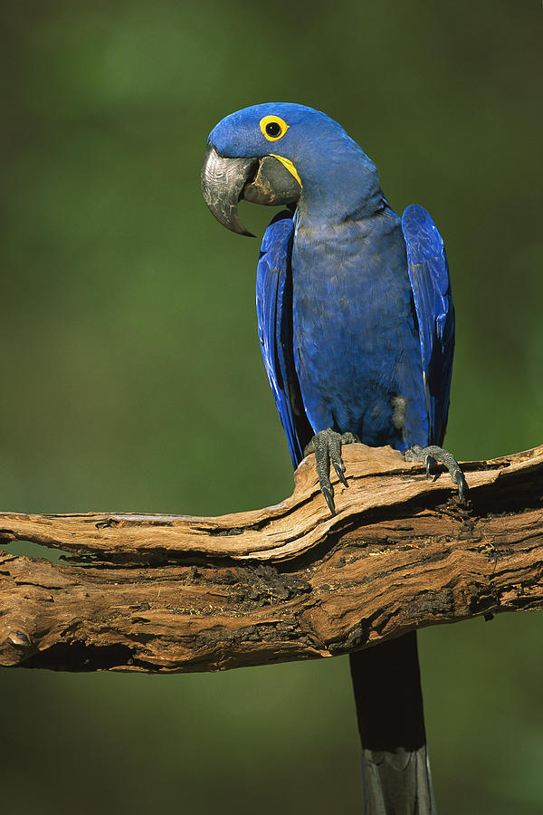 Hyacinth Macaw Brazil Photograph by Pete Oxford