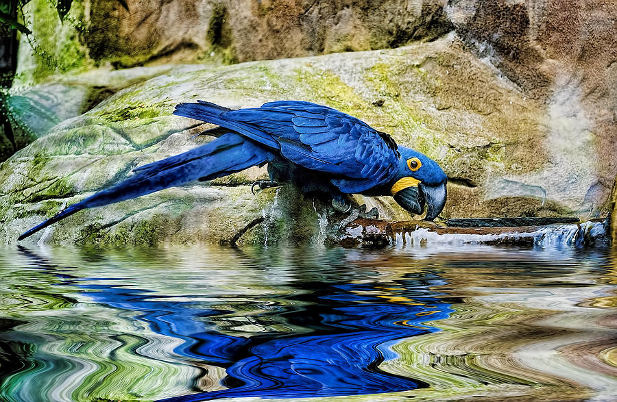 Hyacinth Macaw drinking Photograph by Brian Tarr