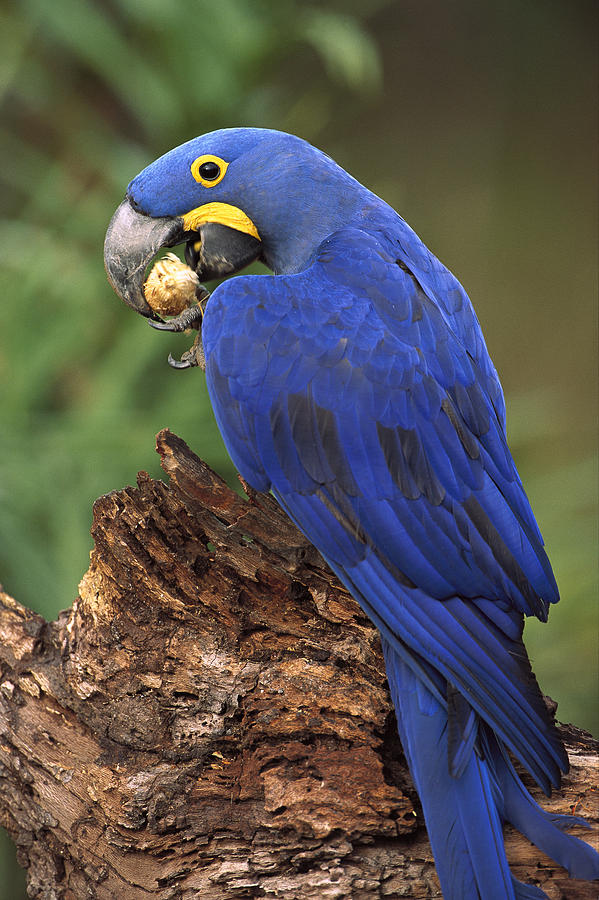 Hyacinth Macaw Eating Piassava Palm Nuts Photograph by Pete Oxford