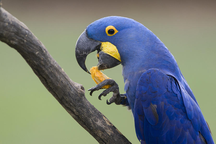Hyacinth Macaw Feeding On Palm Nut Photograph by Suzi Eszterhas