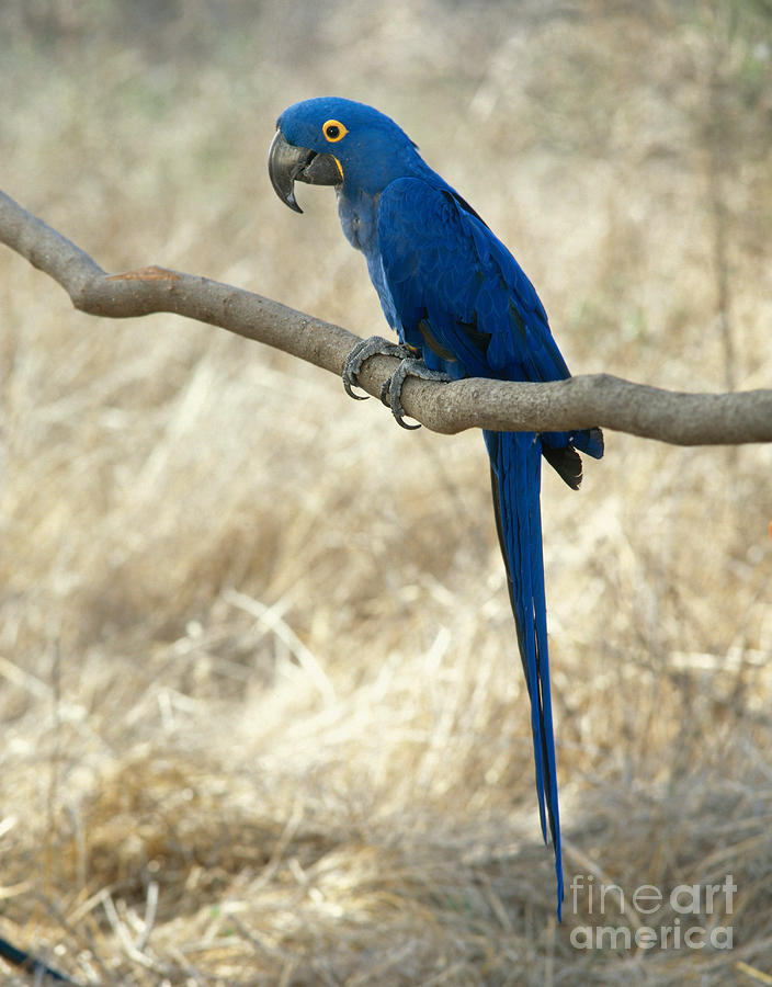 Macaw Photograph - Hyacinth Macaw by Hans Reinhard