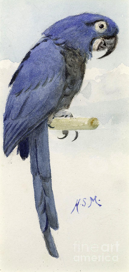 Henry Stacey Marks Painting - Hyacinth Macaw by Henry Stacey Marks
