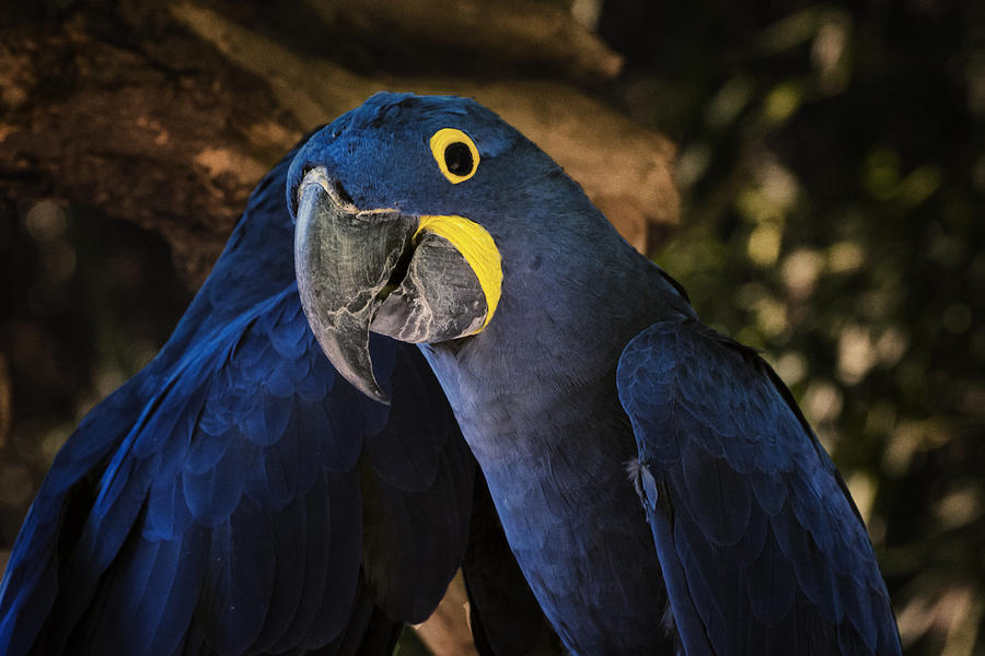 Jungle Photograph - Hyacinth Macaw by Joan Carroll