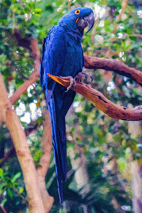 Hyacinth Macaw Painting by John Haldane