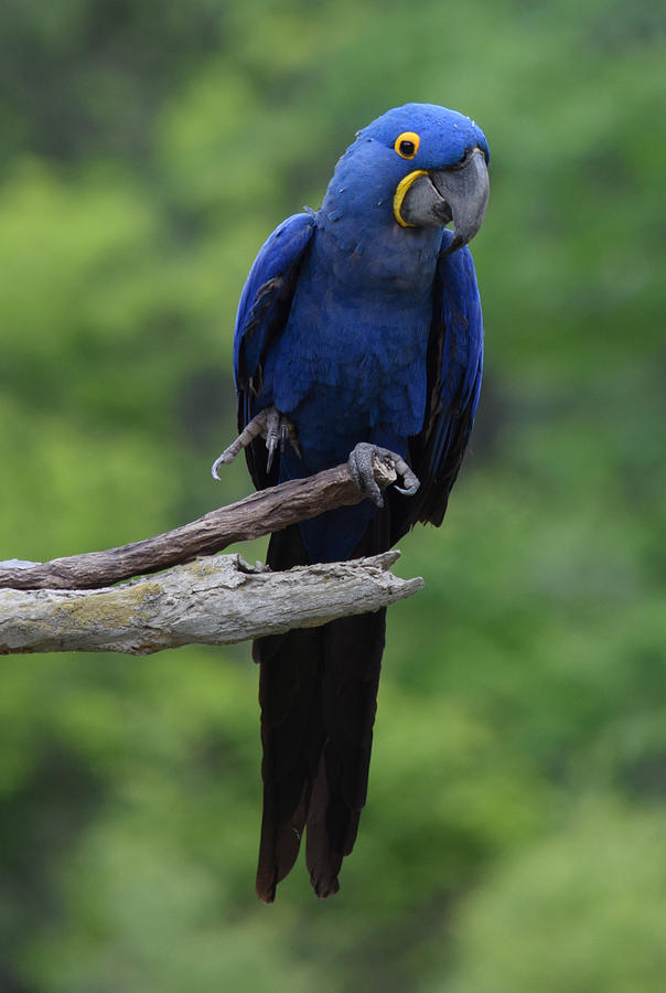 Hyacinth Macaw Photograph By Kari Filipi - Fine Art America