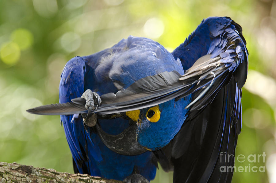 Nature Photograph - Hyacinth Macaw by Mark Newman