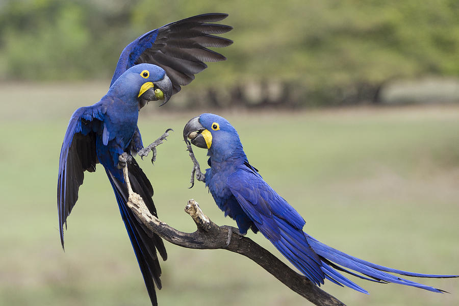 Hyacinth Macaw Pair Fighting Pantanal Photograph by Suzi Eszterhas