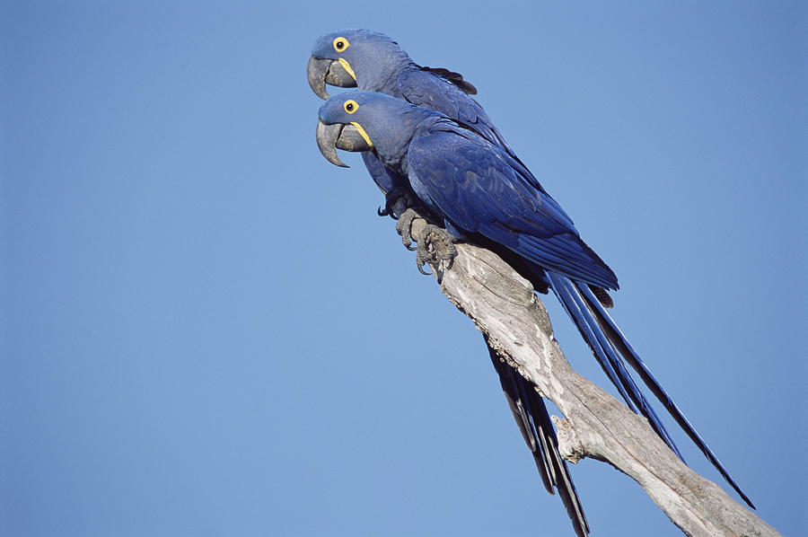 Hyacinth Macaw Pair In Tree Pantanal Photograph by Tui De Roy