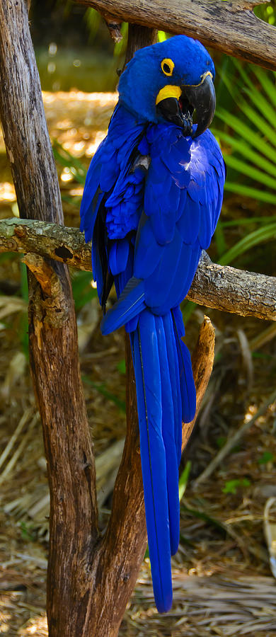 Hyacinth Macaw Photograph by Penny Lisowski