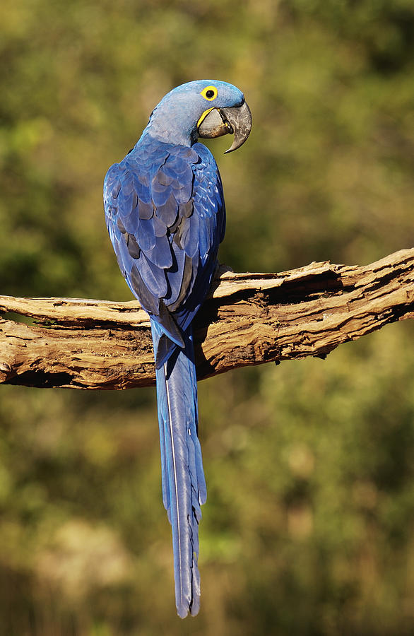 Hyacinth Macaw Piaui Brazil Photograph by Pete Oxford