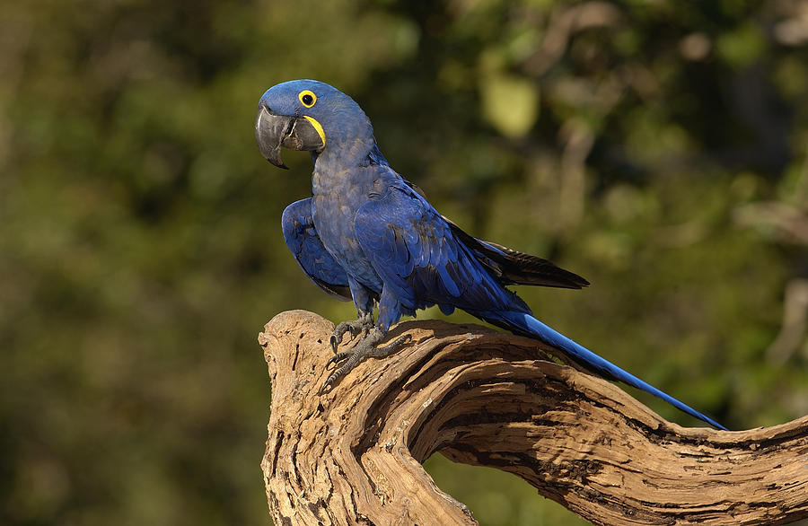 Hyacinth Macaw Portrait Brazil Photograph by Pete Oxford - Fine Art America