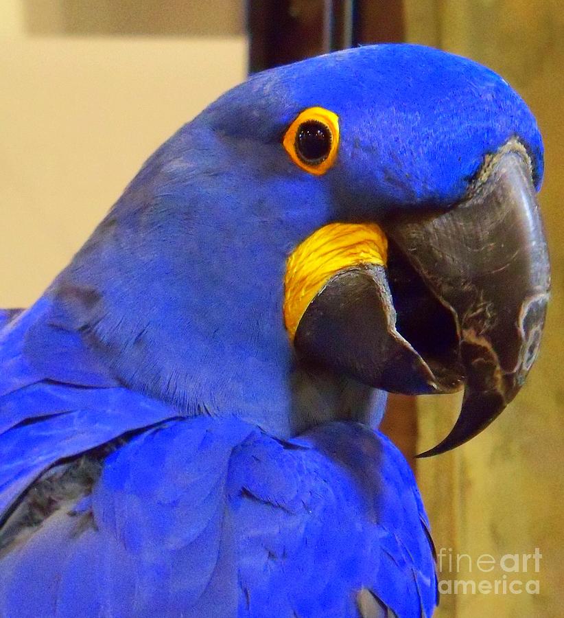 Hyacinth Macaw Portrait Photograph by Lingfai Leung
