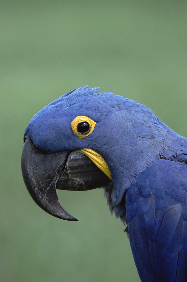 Hyacinth Macaw Portrait Pantanal Brazil Photograph by Konrad Wothe