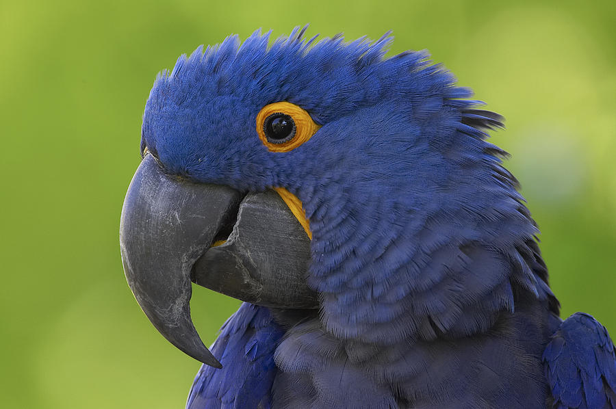 Hyacinth Macaw Portrait Photograph by San Diego Zoo