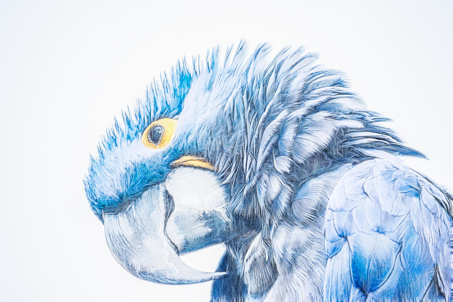Hyacinth Macaw Digital Art by Photographic Art by Russel Ray Photos