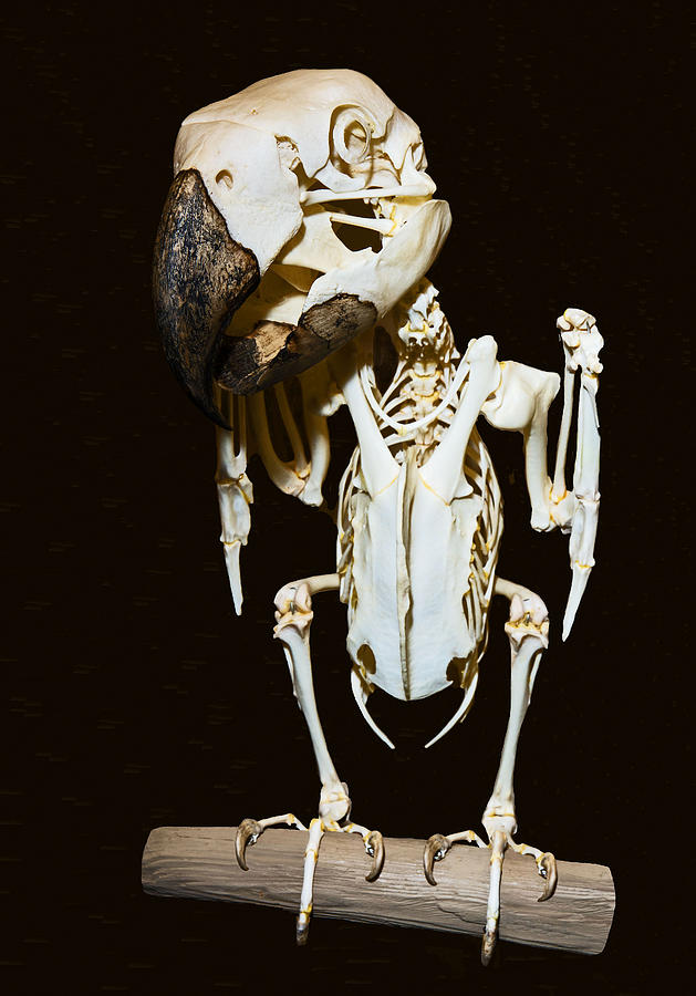 Hyacinth Macaw Skeleton Photograph by Millard H. Sharp
