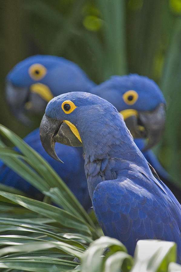 Macaw Photograph - Hyacinth Macaws Anodorhynchus by Panoramic Images