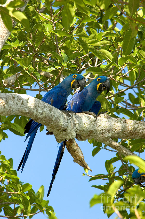 Macaw Photograph - Hyacinth Macaws Brazil by Gregory G Dimijian MD