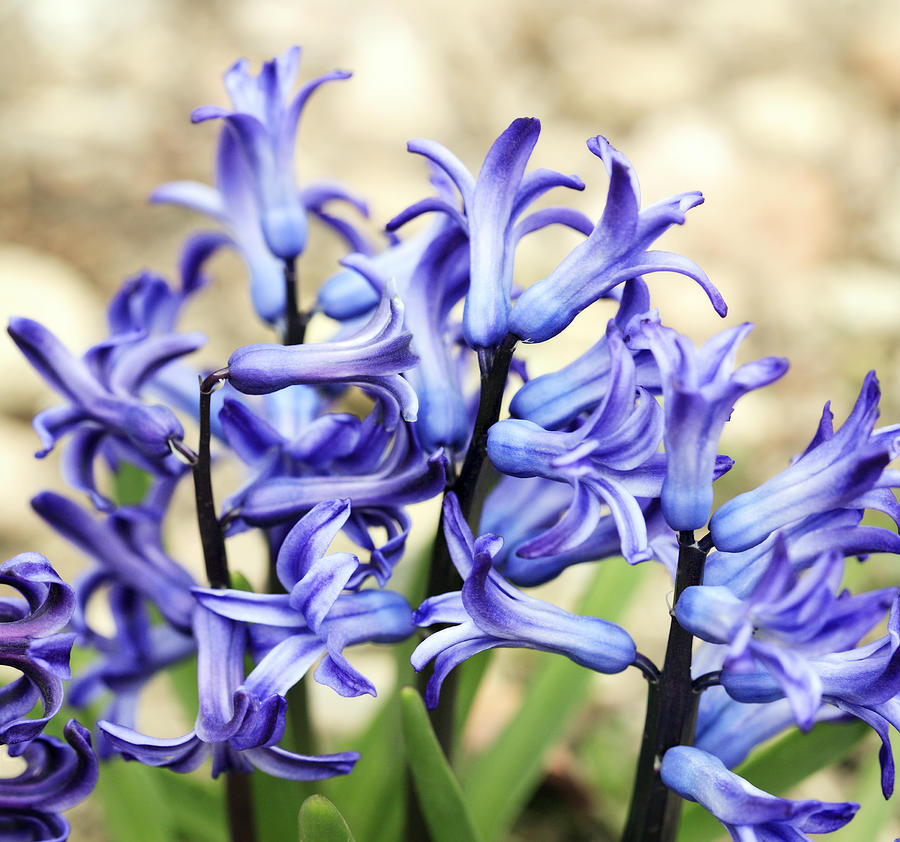 Hyacinth Photograph by Marilyn Hunt