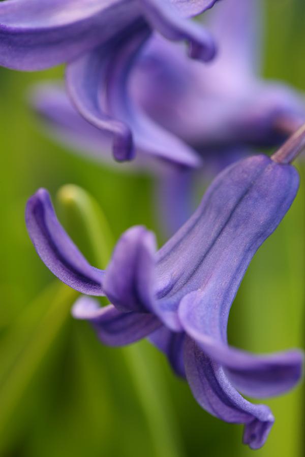 Flower Photograph - Hyacinth by Mark Severn
