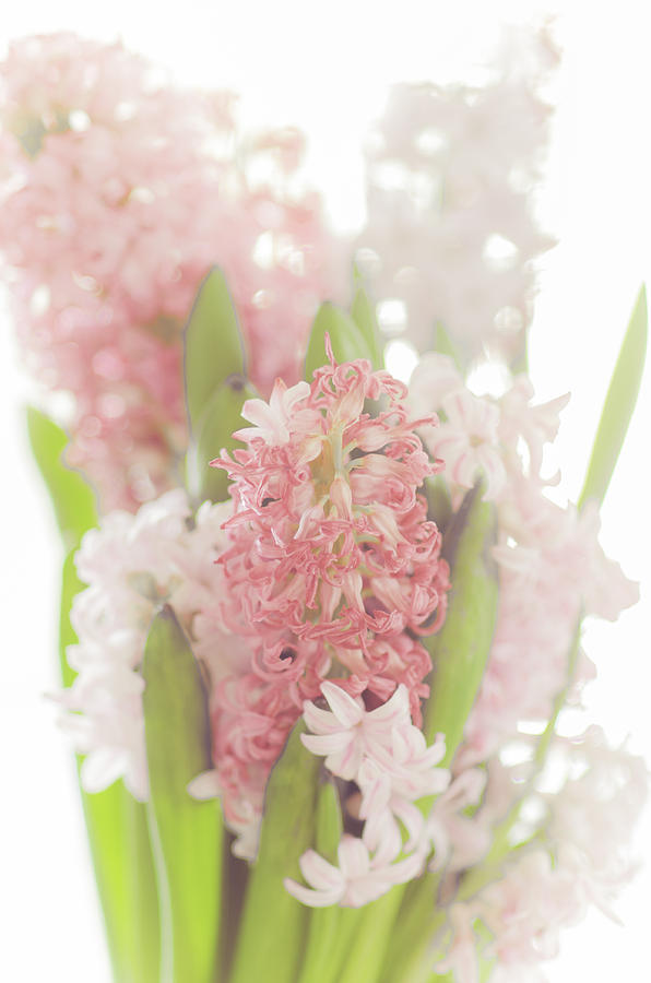 Spring Photograph - Hyacinth by Mary Carver