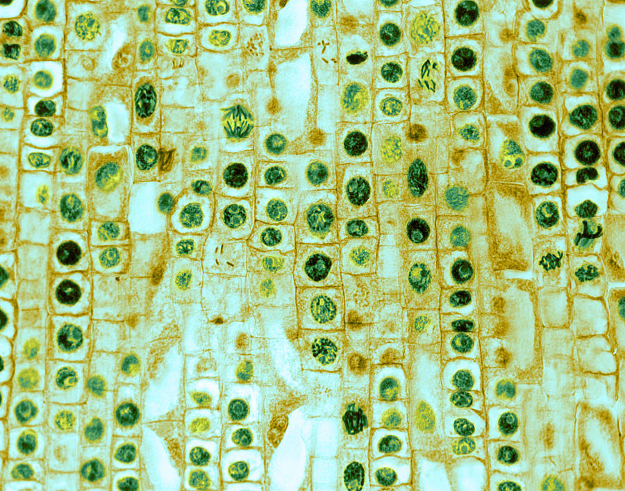 Hyacinth Root Tip Cells Photograph by Omikron