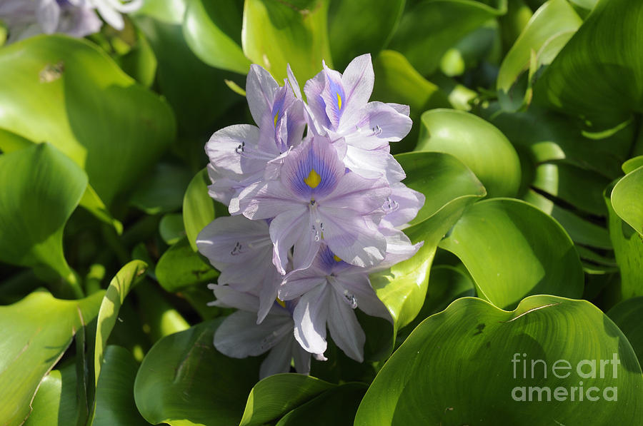 Hyacinth Spike Photograph