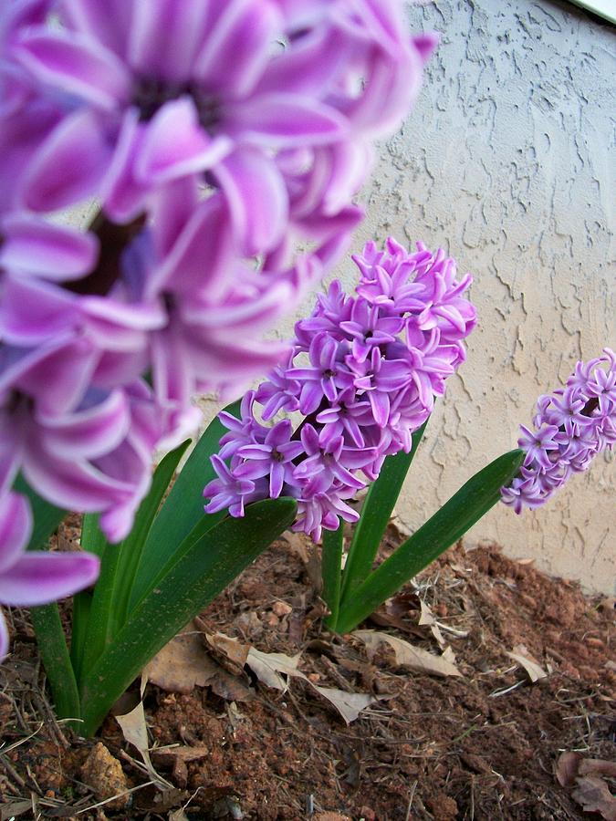 Spring Photograph - Hyacinth Trio by Rebecca Haas