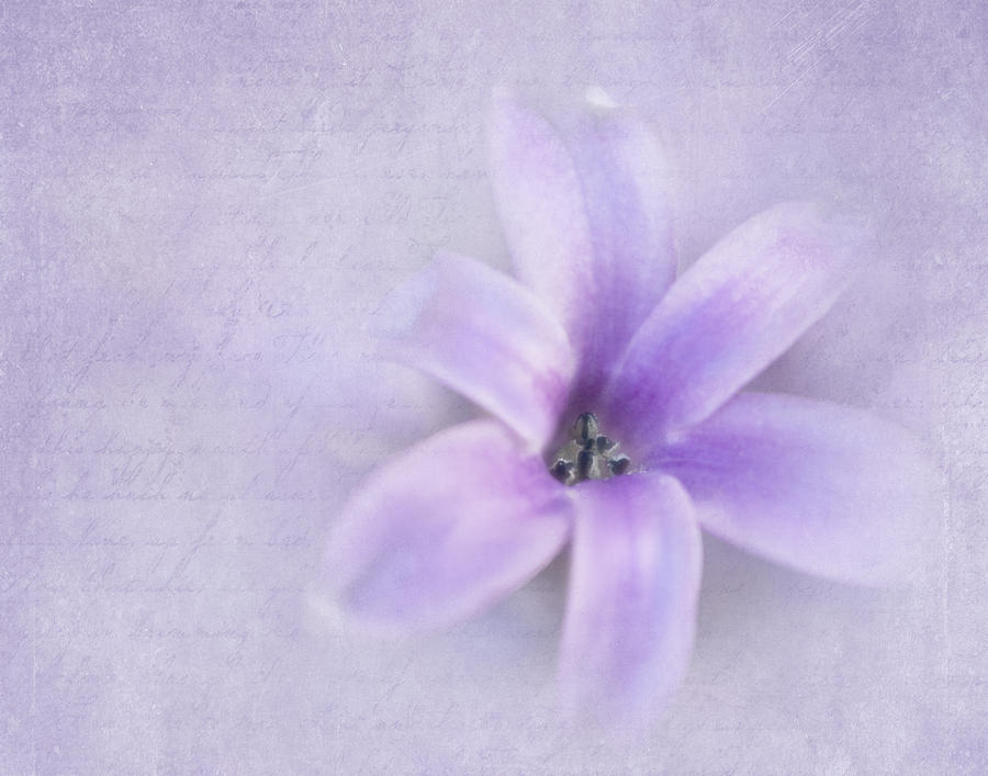 Nature Photograph - Hyacinth V by David and Carol Kelly