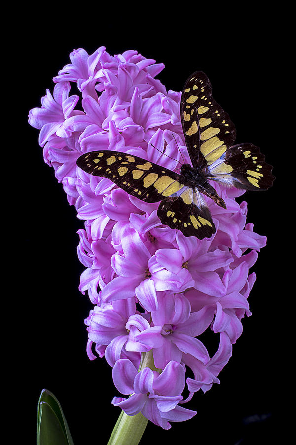 Butterfly Photograph - Hyacinth with butterfly by Garry Gay