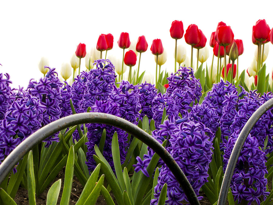 Hyacinths and Tulips Photograph by Celso Bressan