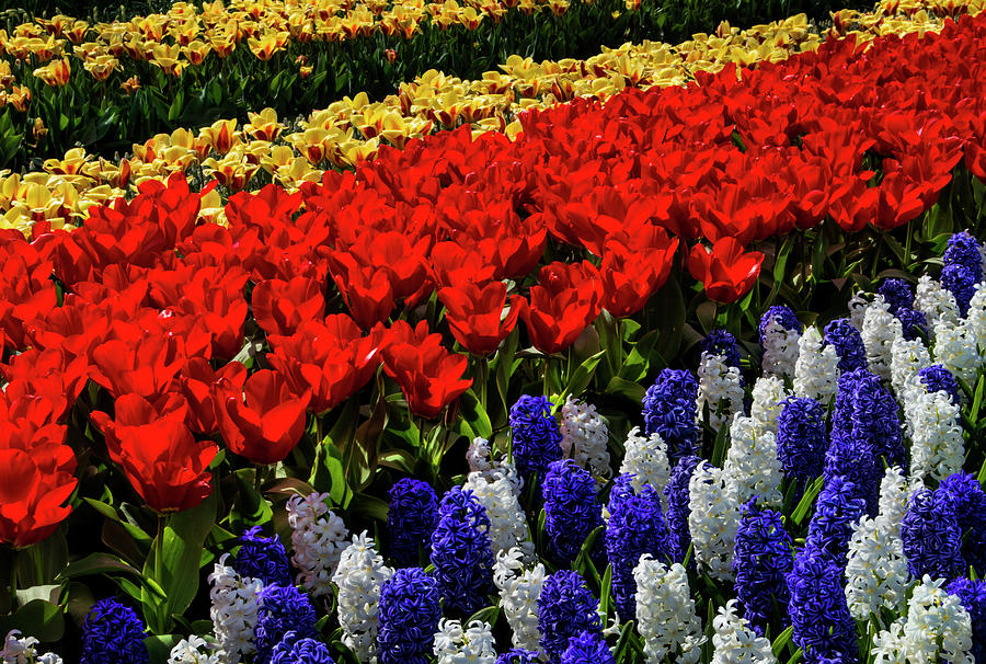 Hyacinths And Tulips Glow In The Sun Photograph by Elfi Kluck