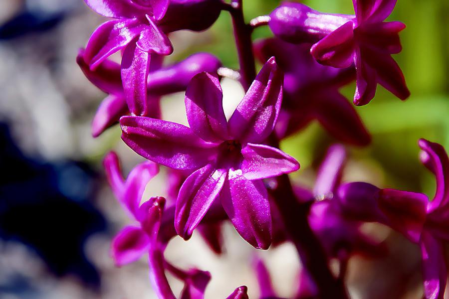 Hyacinths Artistry  Photograph by Milena Ilieva