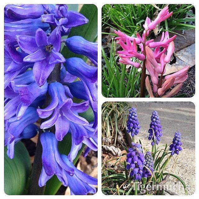 Spring Photograph - Hyacinths. Blooming Today! #flower by Teresa Mucha