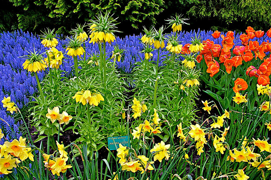 Hyacinths-Fritillaria-Tulips-Daffodils in Kuekenhof Flower Park ...