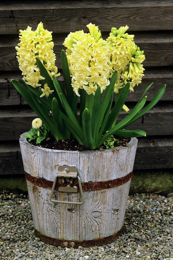 Nature Photograph - Hyacinthus city Of Harlem Flowers by Tony Wood/science Photo Library