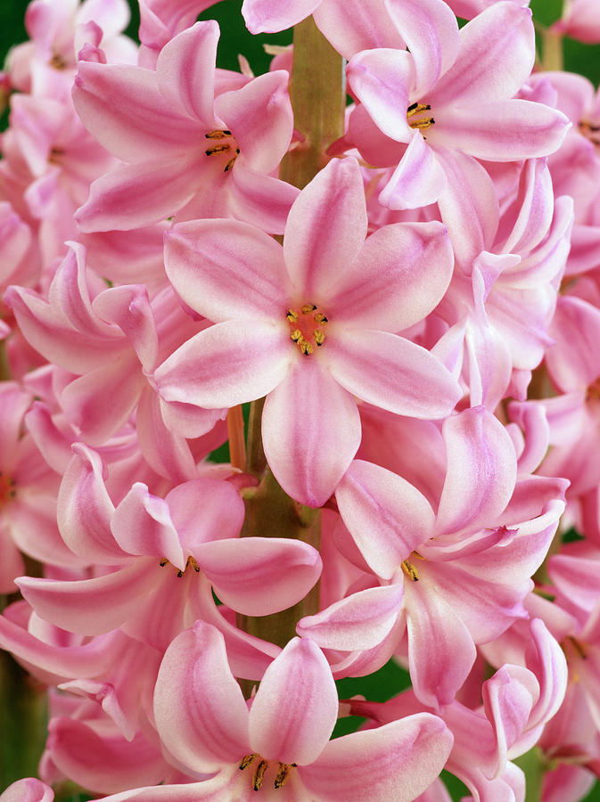 Hyacinthus Orientalis anna Marie Photograph by Geoff Kidd/science Photo Library