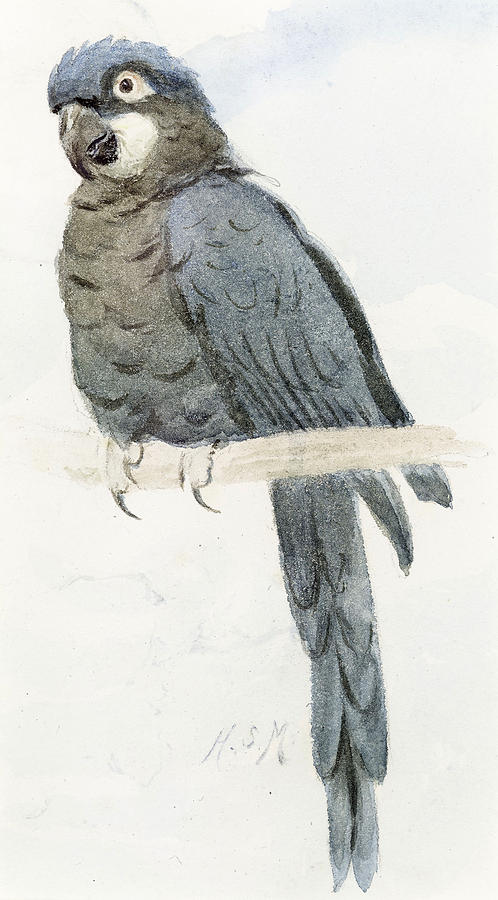 Henry Stacey Marks Painting - Hyancinth Macaw by Henry Stacey Marks