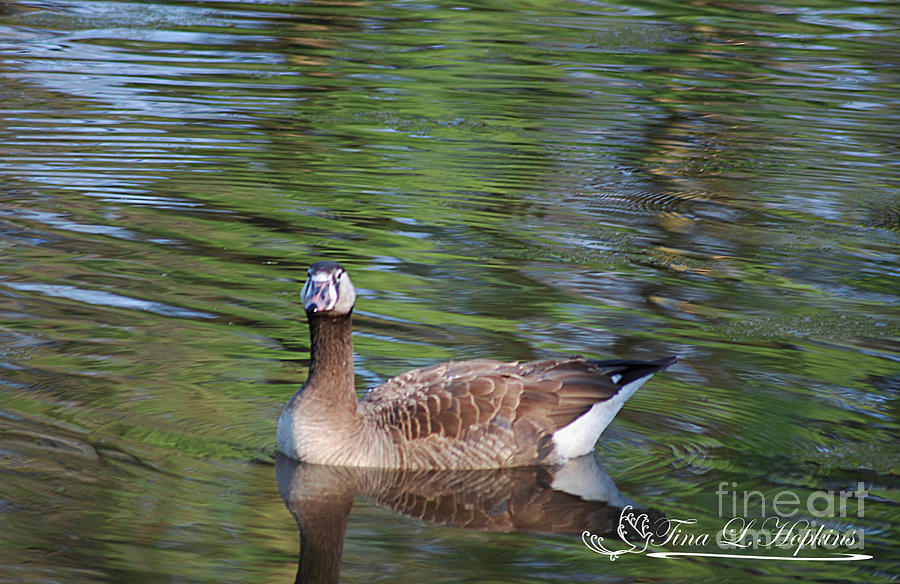 Hybrid Canada/Greylag Goose 20120419a_83a Photograph by Tina Hopkins