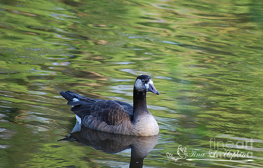 Hybrid Canada/Greylag Goose 20120419a_85a Photograph by Tina Hopkins