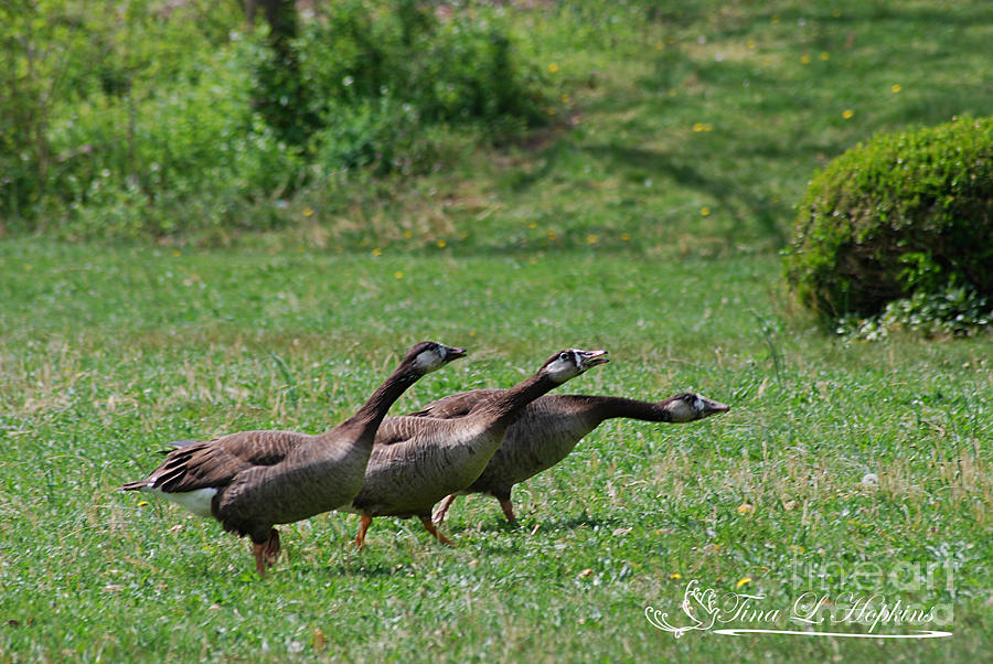 Hybrid Canada/Greylag Goose 20120421_168a Photograph by Tina Hopkins