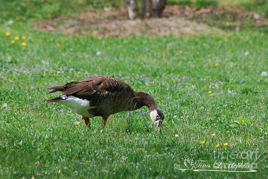 Hybrid Canada/Greylag Goose 20120421_177a Photograph by Tina Hopkins
