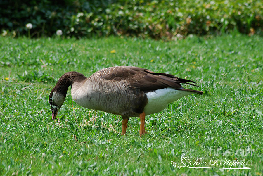 Hybrid Canada/Greylag Goose 20120421_191a Photograph by Tina Hopkins