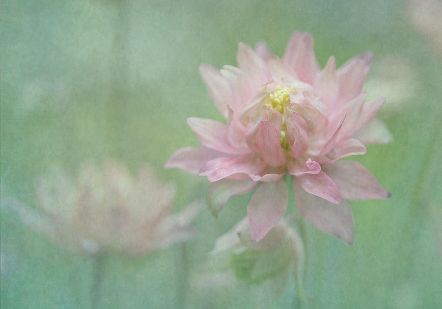 Flower Photograph - Hybrid Columbine by Angie Vogel