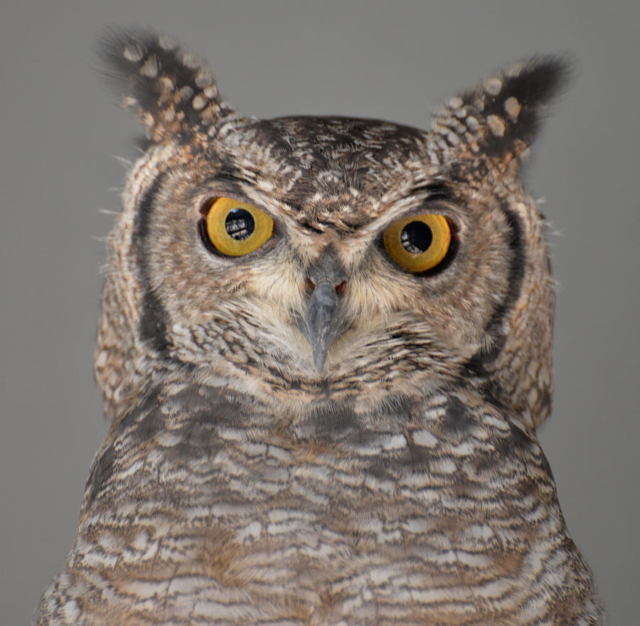 Hybrid Eagle Owl Photograph by Erin O'Neal-Morie