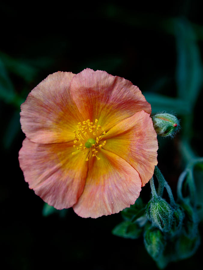 Hybrid globeflower close up Photograph by Eti Reid